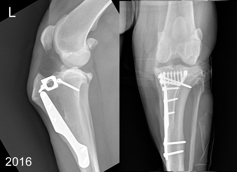 Chronic lameness in Akita Inu, two years after TTA