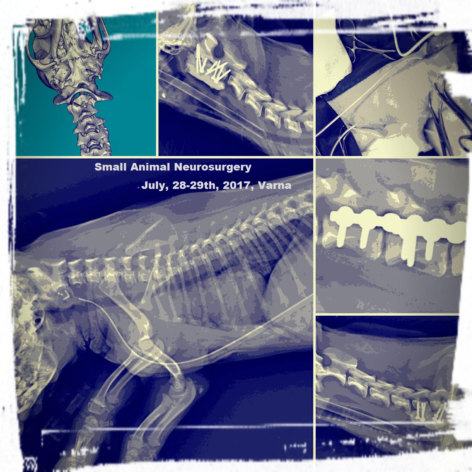 Small Animal Neurosurgery WetLab, Varna 2017 